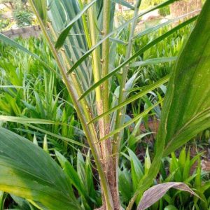 Hybrid Tenera Oil Palm Seedlings