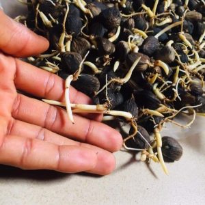 Malaysian Supergene Oil Palm Sprouted Nuts